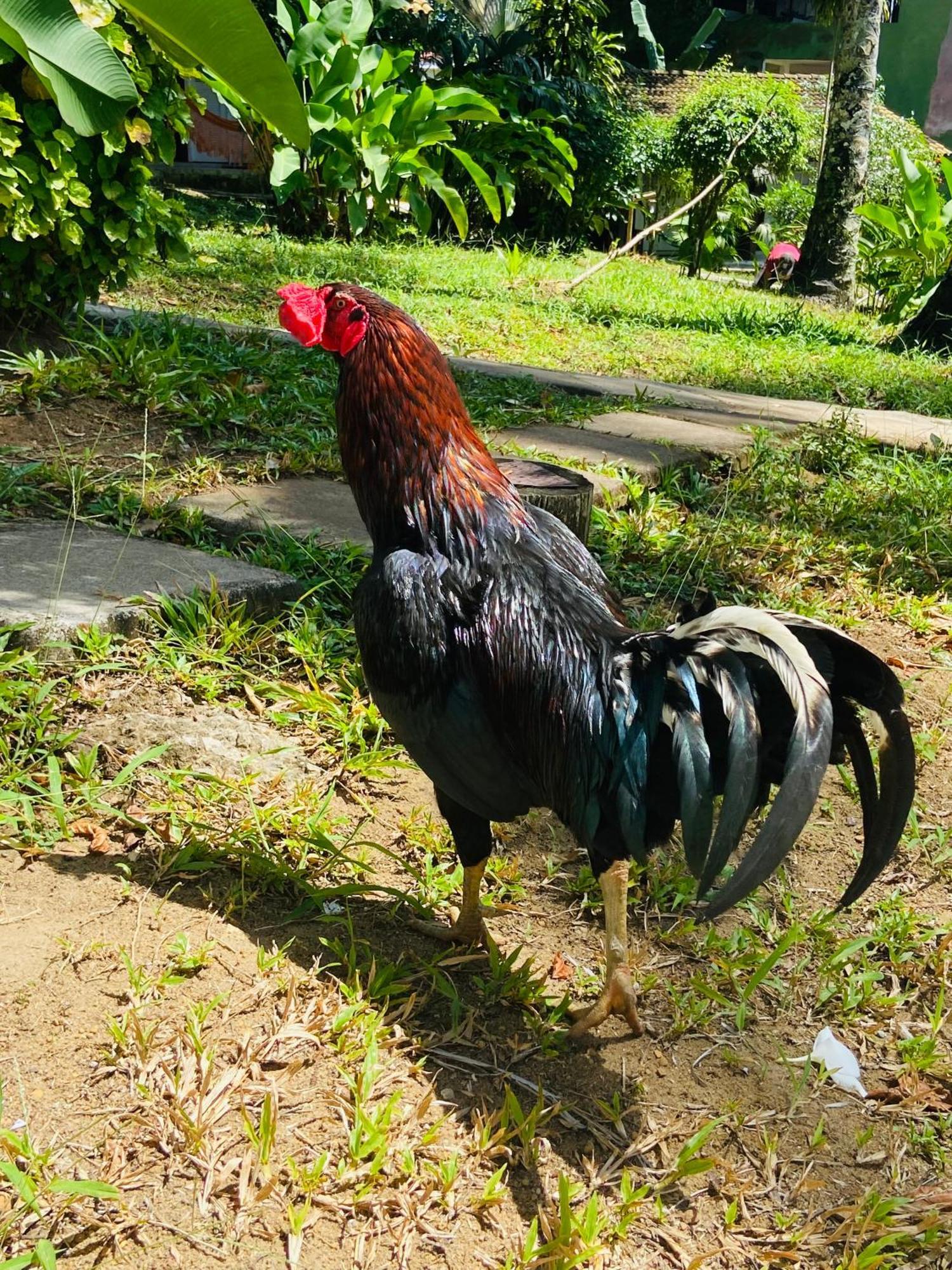Pousada Coco Dende Velha Boipeba المظهر الخارجي الصورة